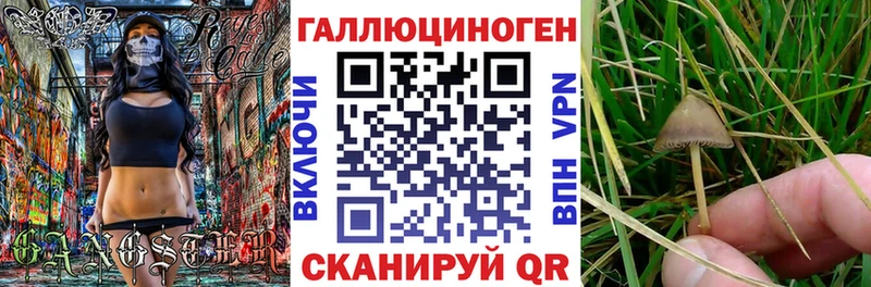 Псилоцибиновые грибы Psilocybe Бийск